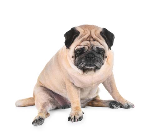 Oorzaken en symptomen van artritis bij honden