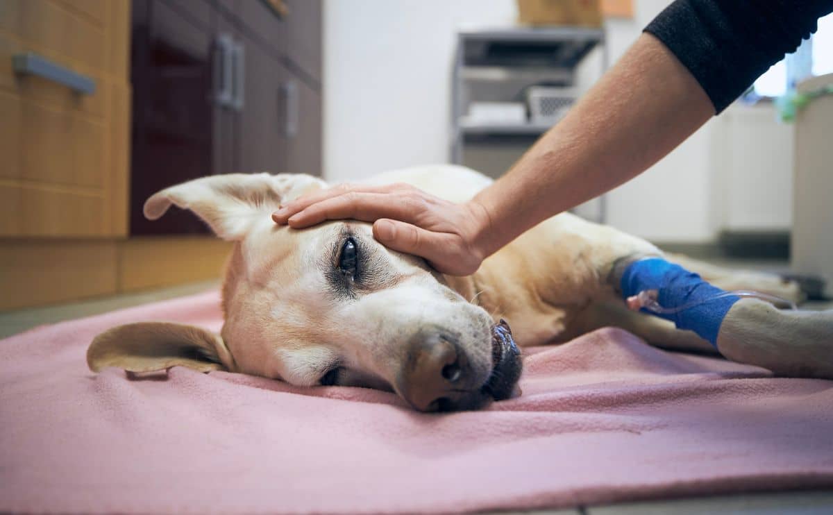 Een zieke hond die op de onderzoekstafel van de dierenarts ligt met de handen van de dierenarts op het gezicht van de hond