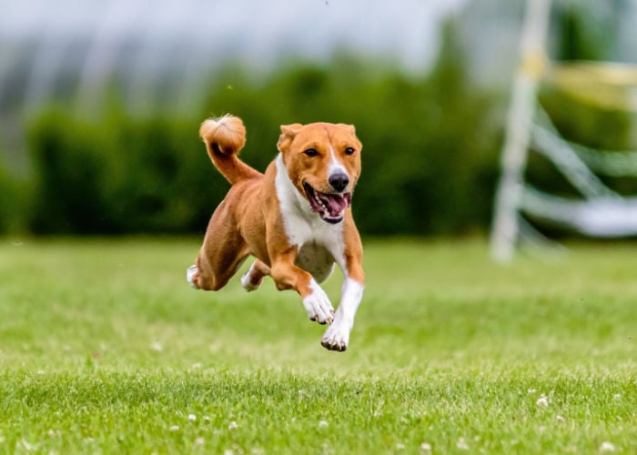 basenji-rennende hond zoomies
