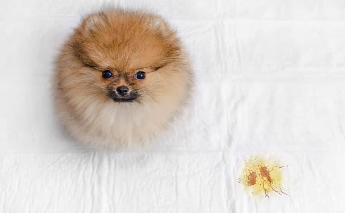 Een donzige Pommerse puppy en urineplas met bloed, uitzicht van bovenaf