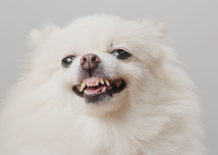 Tandenknarsen bij honden