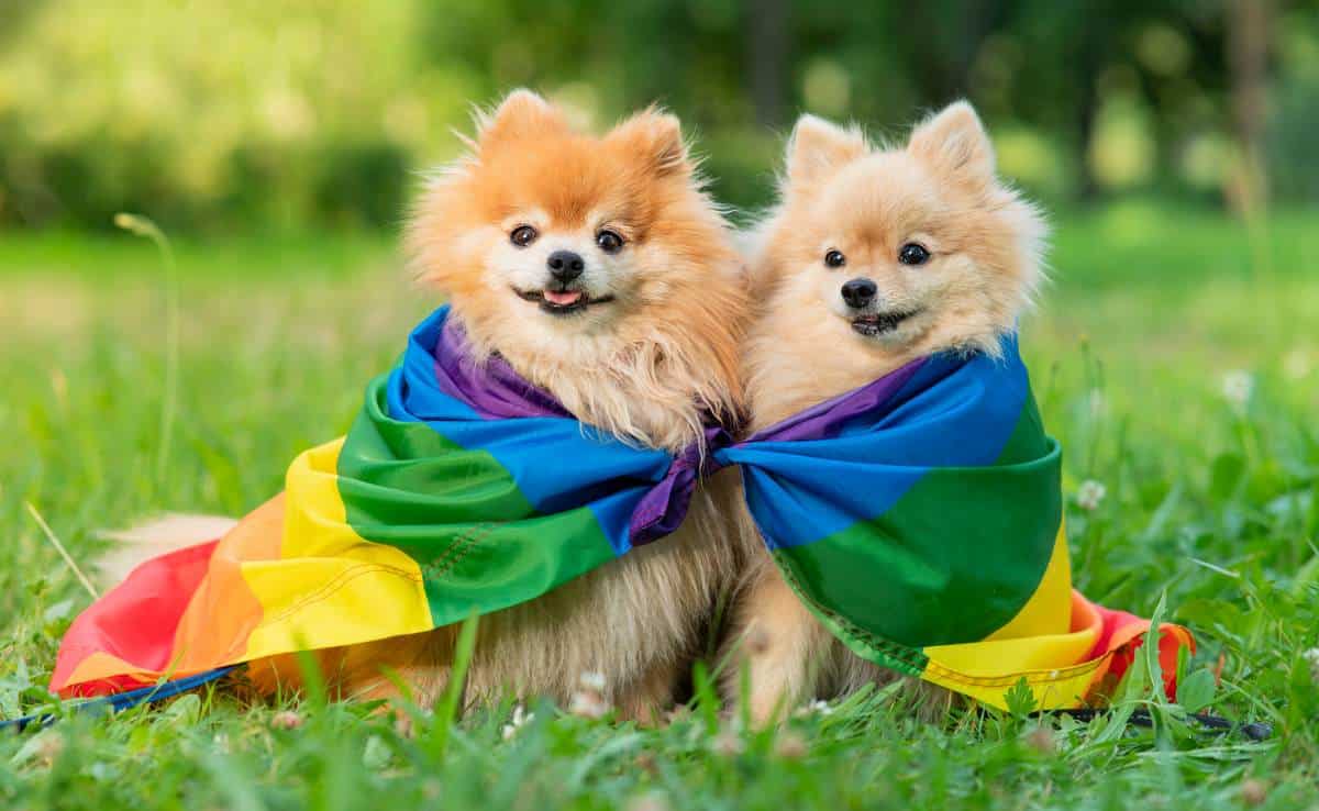 Twee gelukkige vrienden Pommerse Spitz-honden liggend op het gras op regenboog LGBT-kleurvlag glimlachend met tong uit in de zomer