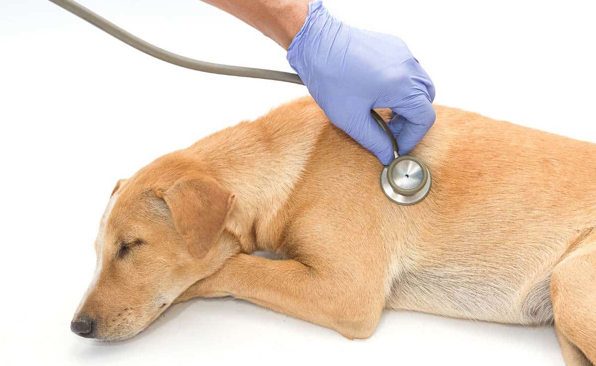 Dierenarts onderzoekt zieke hond met stethoscoop om te controleren op longkanker