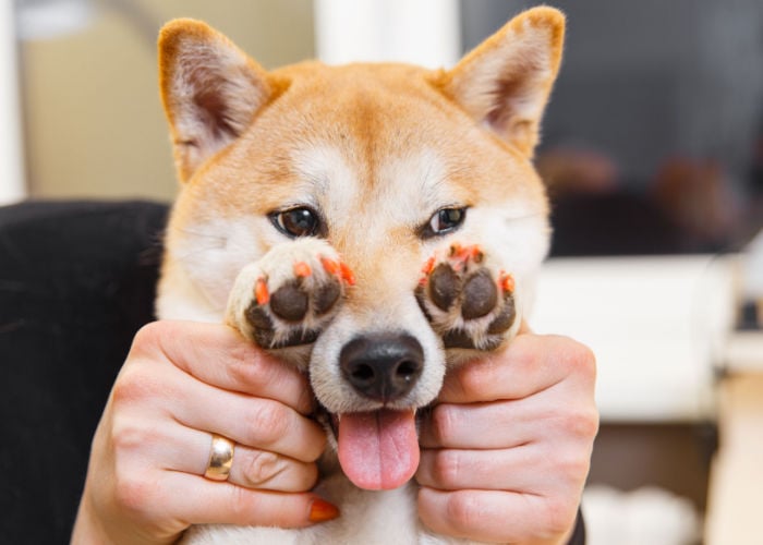 het schilderen van menselijke nagellak op hond