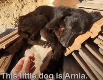 Uitgehongerde hond gevonden in een vervallen garagetuin kwispelt met haar kleine staart als ze naderen
