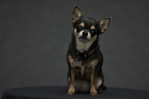 We houden van Betty, de Chihuahua, op Will Trent