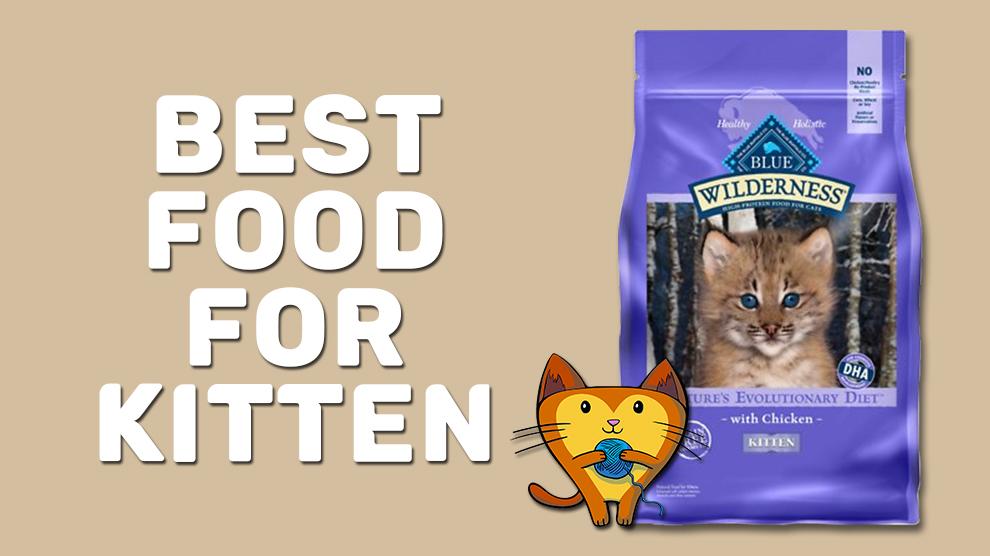 Beste voedsel voor kitten