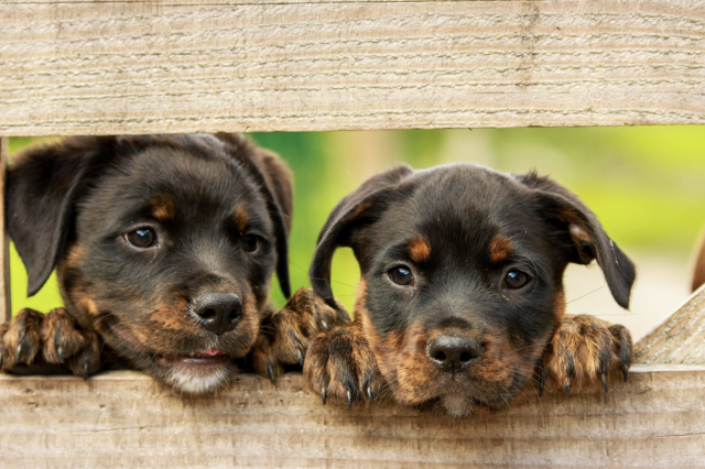 Twee puppy's gluren door hek