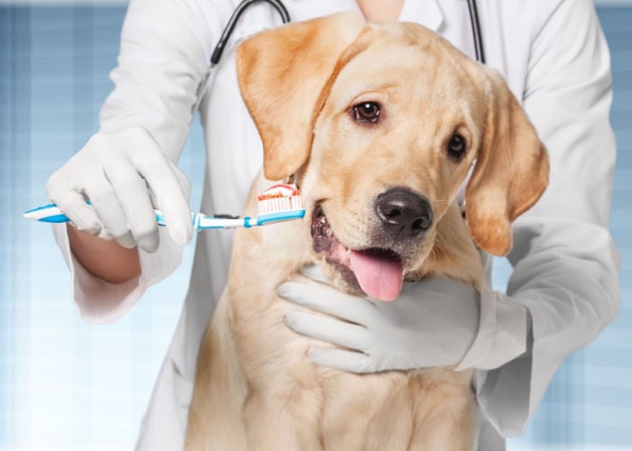 huisdierenverzekering dekking tandheelkunde