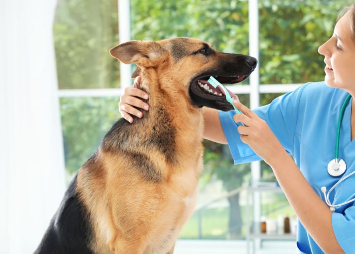 huisdierenverzekering die tandheelkundige zorg dekt