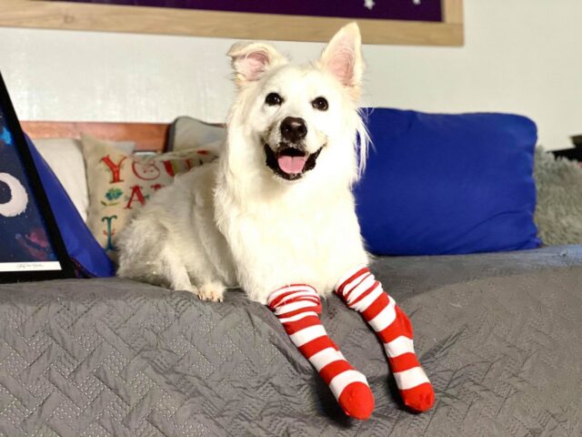 Hond met speciale behoeften die sokken draagt