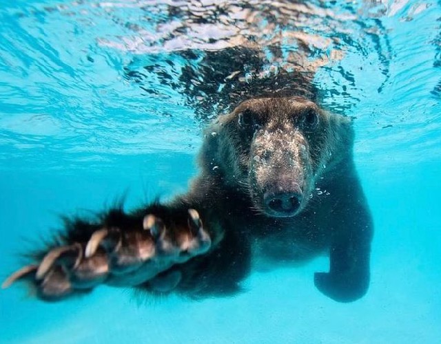 BearSwim