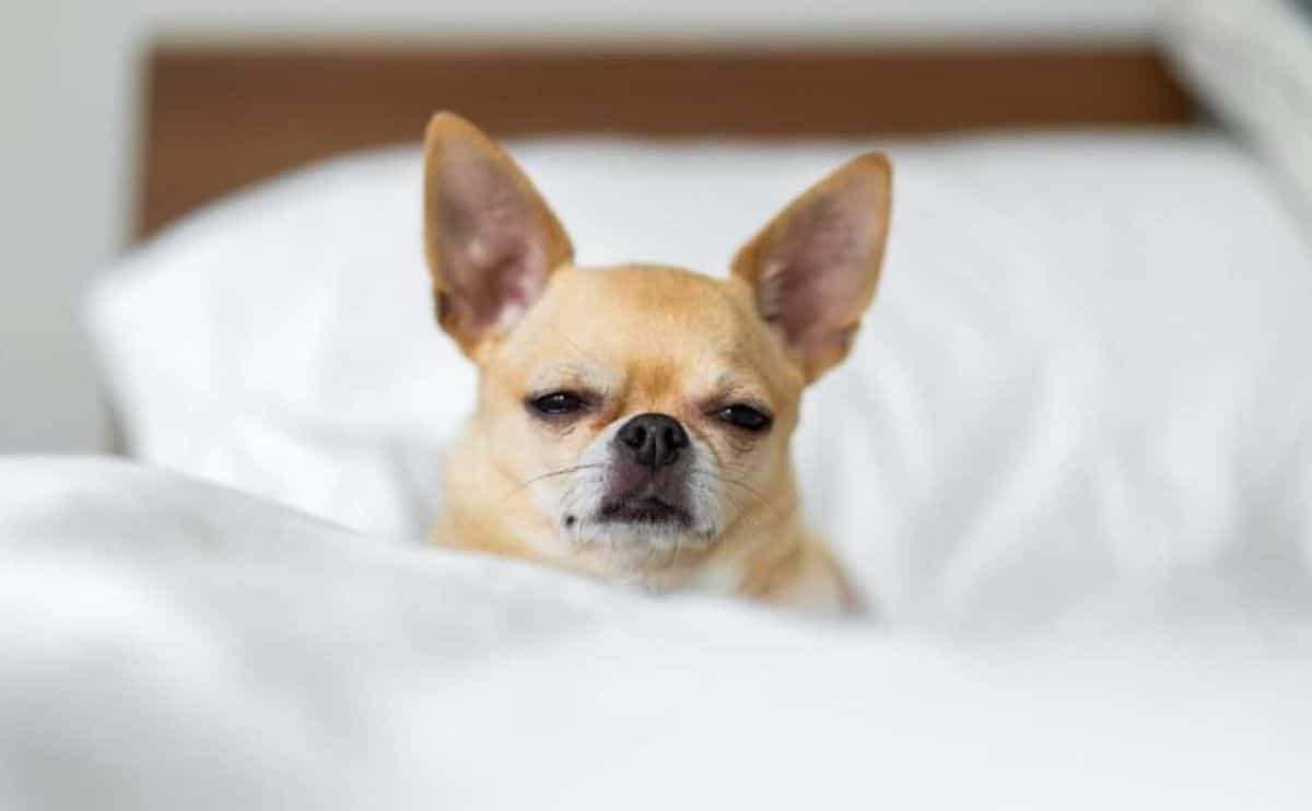   Chihuahua hond ziek in bed