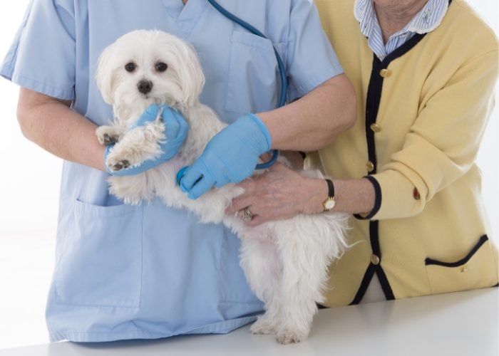 Wat zijn de klinische tekenen en symptomen van congestief hartfalen bij honden?