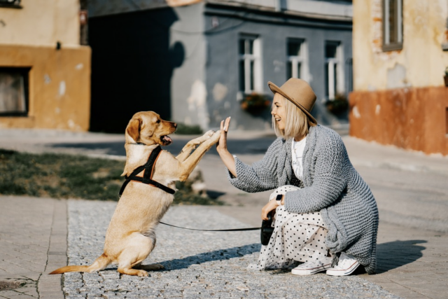 Hond geeft vrouw high five