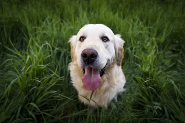 Gelukkige hond in gras