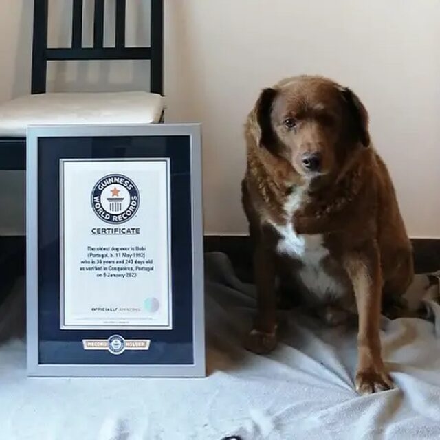 Oudste hond ooit award