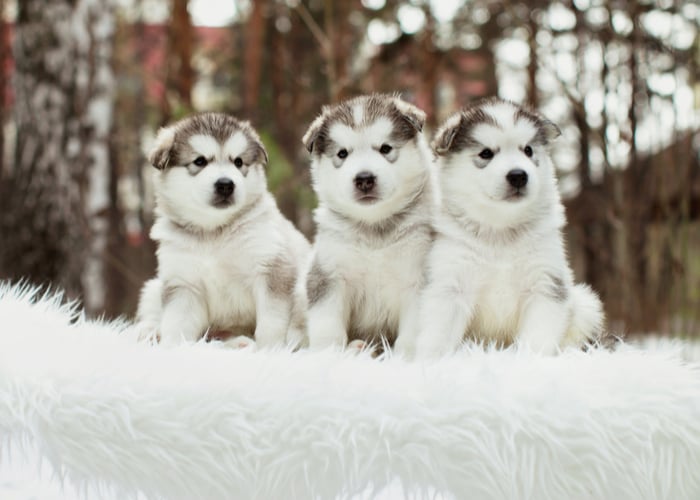3 Alaskan Malamute Puppies - Raszuiver hondenras