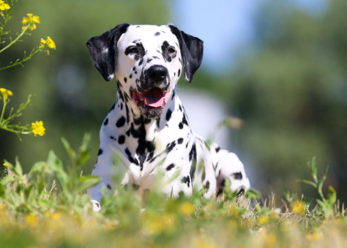 niet-sportieve-honden-ras-groepen-dalmatiër-in-een-weiland