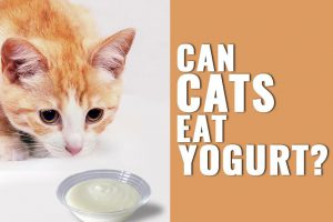Kunnen katten yoghurt eten?