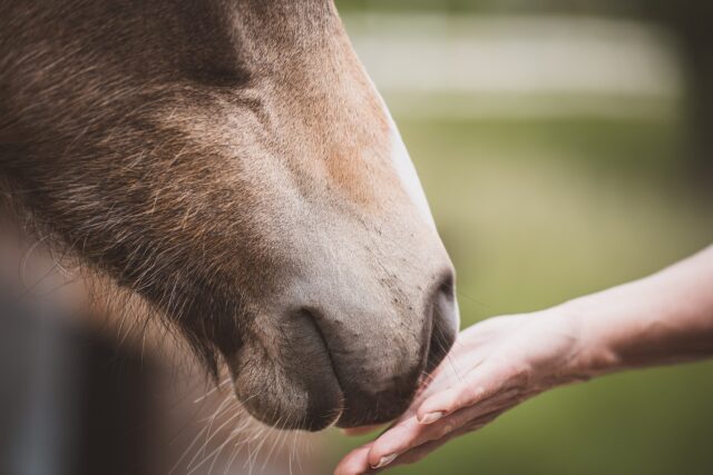 Paard raakt menselijke hand aan