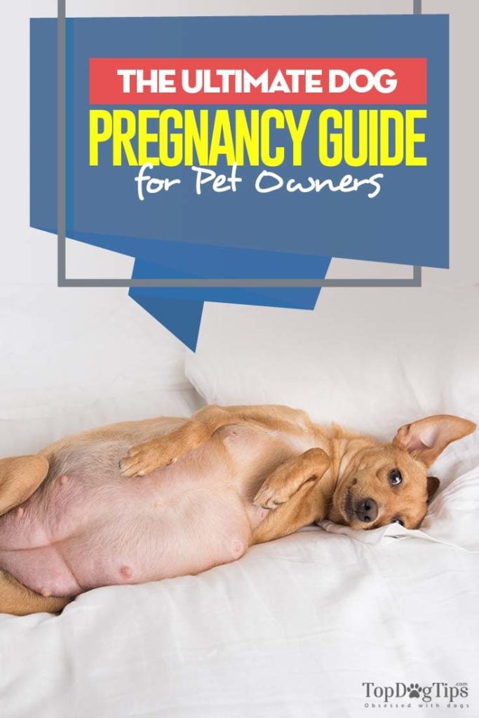 Gedetailleerde gids voor hondenzwangerschap
