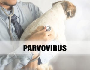 Bloederige diarree bij honden parvovirus