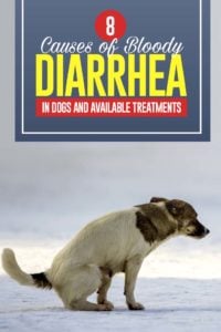 De 8 oorzaken van bloederige diarree bij honden