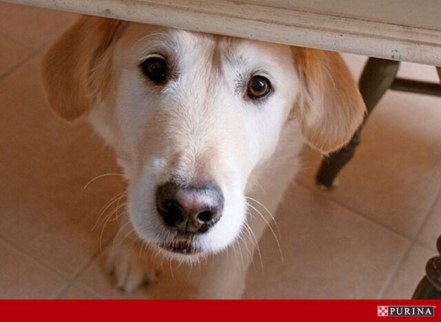 Hond verstopt zich onder tafel