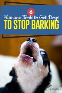 Top 6 humane hulpmiddelen om honden te laten stoppen met blaffen