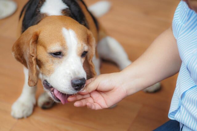 beste pilzak voor beagles