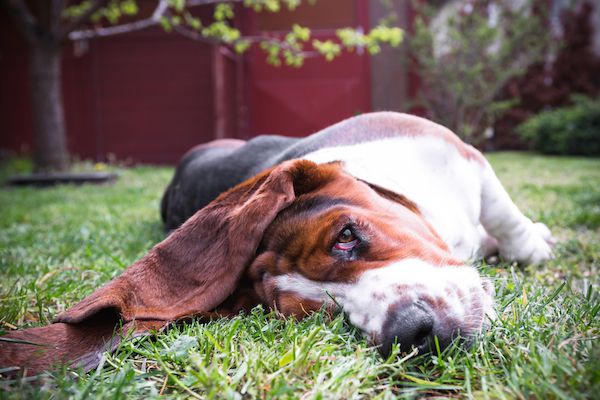Basset Hound door momente / Shutterstock.dumbest hondenrassen