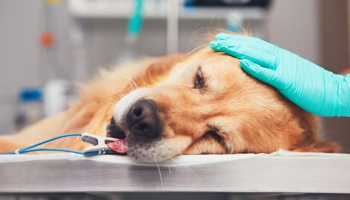 Hemangiosarcoom bij honden