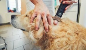 Hemangiosarcoom bij honden