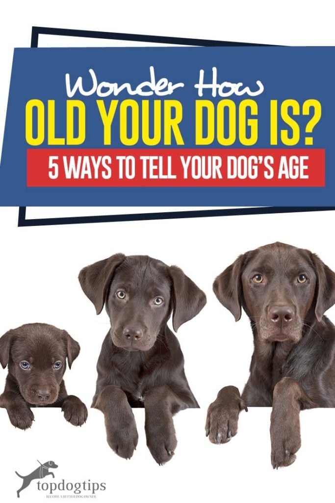 5 manieren om te vertellen hoe oud mijn hond is