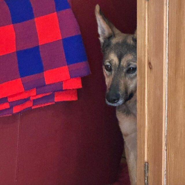 Hond verstopt zich achter de bank