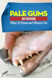 Pale Gums in Dogs Guide - Wat het betekent en wat te doen