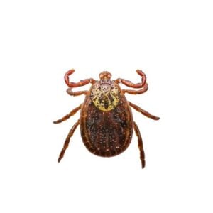 Encefalitis of Lyme Virus Geïnfecteerd Teken Insect