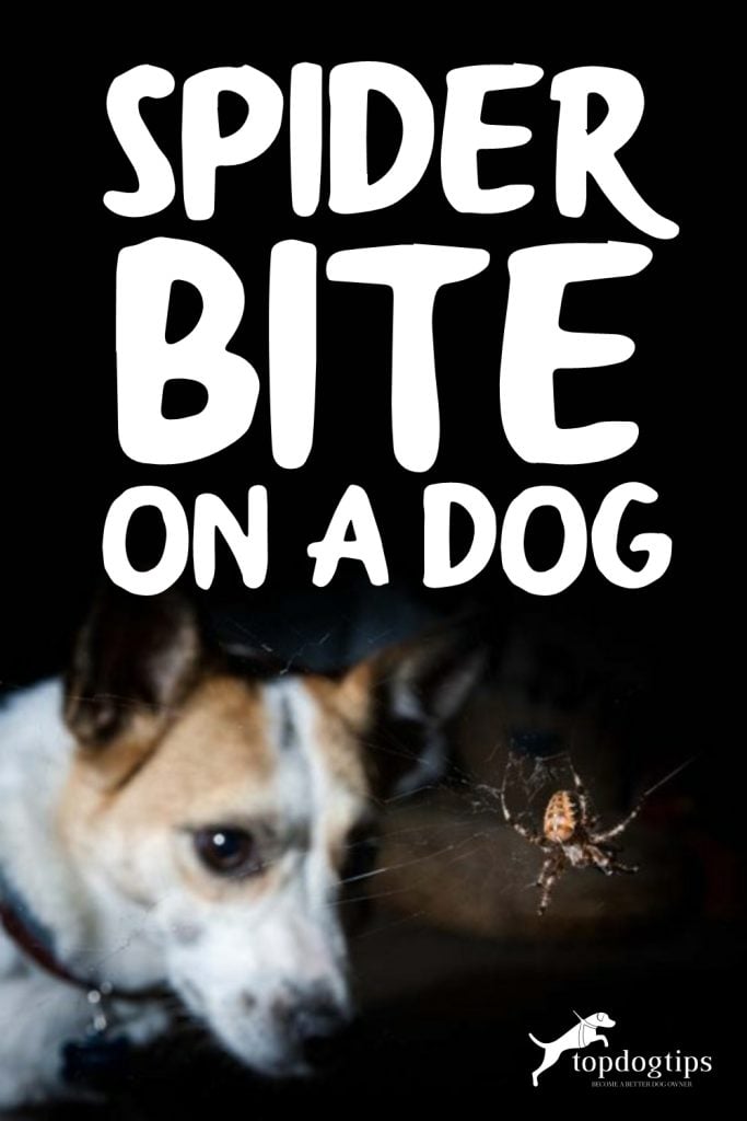 Spinnenbeet op een hond