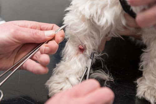 Hoe huidlabels op honden te verwijderen