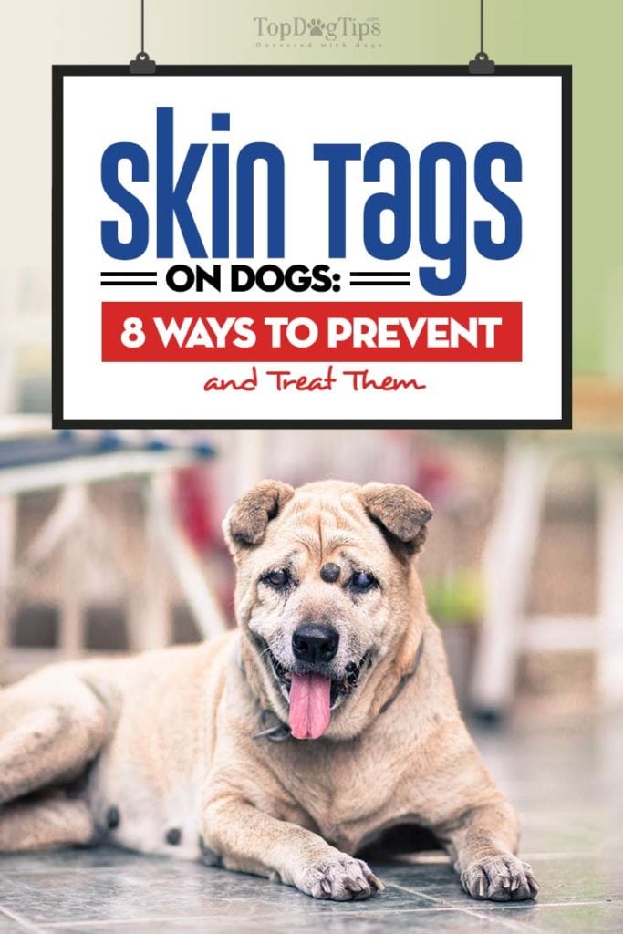 Gids over skin tags op honden