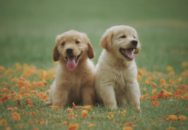 Twee puppy's in het veld