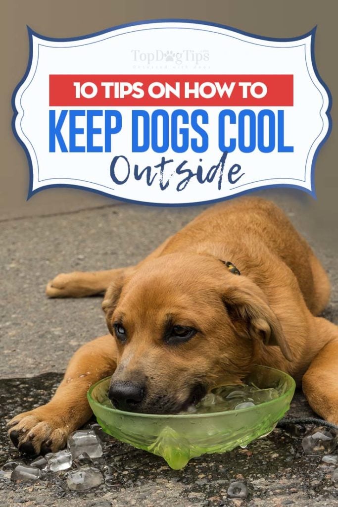Top 10 beste tips om honden buiten koel te houden