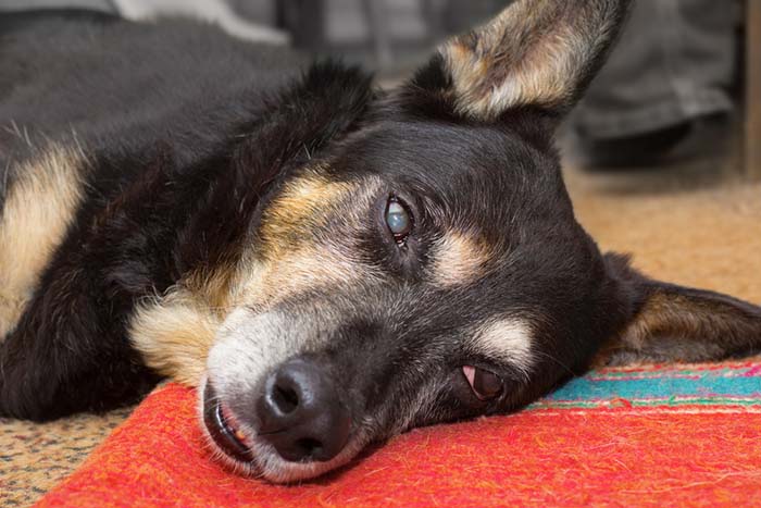 Onderzoekers ontdekken een betere behandeling voor epilepsie bij honden