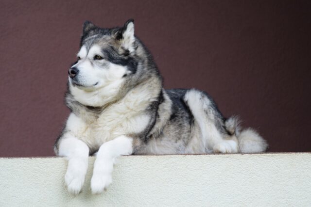 Alaskan Malamute eet beste hondenvoer topper