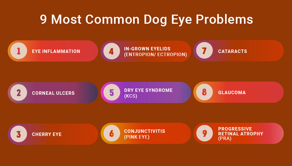 9 lijst van de meest voorkomende hondenoogproblemen