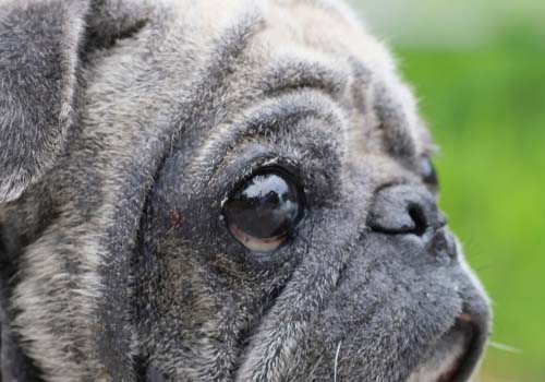 Droge ogen syndroom bij honden (KCS)