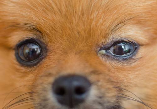 Conjunctivitis bij honden (roze oog)