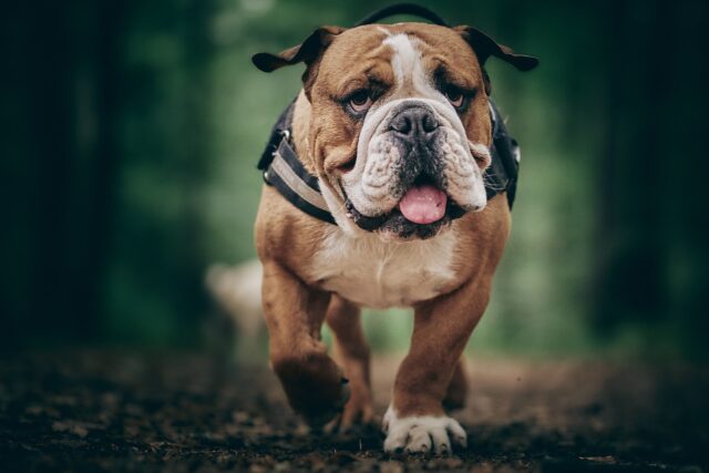 Bulldog eet beste hondenvoer topper