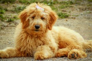 Goldendoodle Puppy's